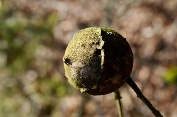 round dried fruit of the plant