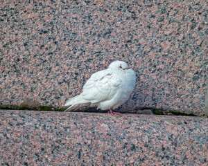 mage of a sleeping, white dove on a granite parapet of the embankment on a cool, autumn day