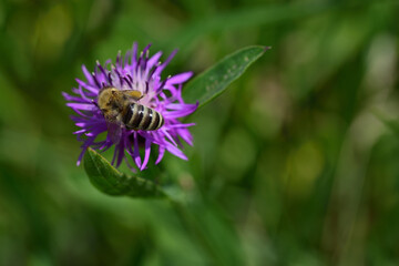 Top view of a bee sitting on a purple meadow flower in front of a green background and looking for pollen
