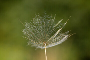 In this photo, where the inside part of the dandelion is taken, all the details and beauty of the plant can be seen.
