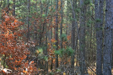 forest in the colors of autumn
