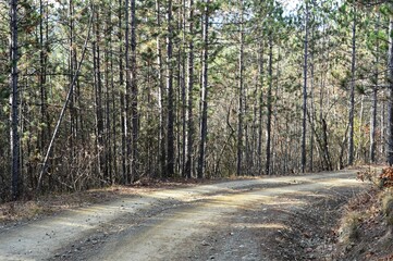 a country road through the woods in the fall