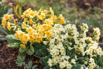 Easter concept. Primrose Primula with yellow flowers in flowerbed in spring time. Inspirational natural floral spring or summer blooming garden or park background.