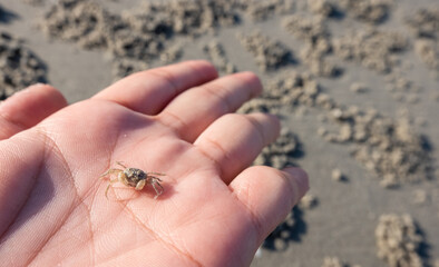 Tiny sand crab in hand.