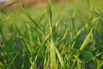 Little Growing Wheat In Field