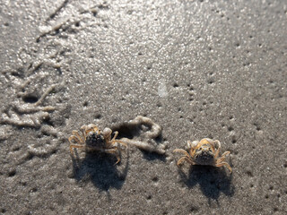 Tiny sand crab on the beach.