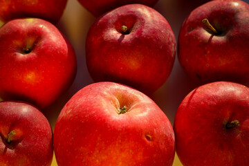 Several ripe red apples stand on a white background illuminated by rays of the sun