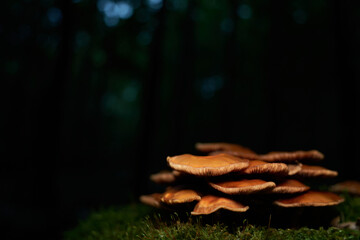Fototapeta na wymiar Mushrooms Mild Milkcap on a green mossy tree stump in the forest at night. The plant (Buchenmilchling) is edible and can be found in December. Orange color.