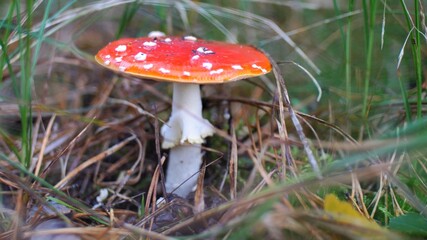 Red Fly Agaric Amanita Muscaria Poisonous Mushroom in Autumn Forest Close-Up