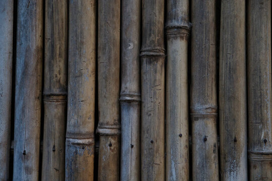 a close-up of a bamboo tree fence you can see the diversity of each tree