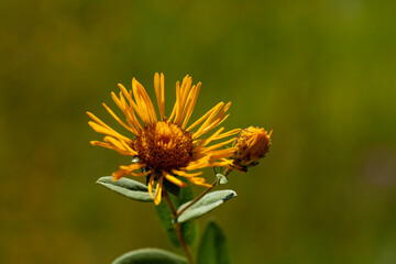 A close-up photo of AlantS (in Latin Elecampane).  It is native to Eurasia from Spain to Xinjiang Province. This photo is from Turkey where is so wealthy about the species of plants. 