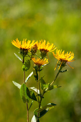 A close-up photo of AlantS (in Latin Elecampane).  It is native to Eurasia from Spain to Xinjiang Province. This photo is from Turkey where is so wealthy about the species of plants. 