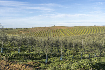 Fototapeta na wymiar Extensive young olive trees in the plains of Extremadura, Spain.