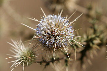 one dry thistle bloomed in the middle of the desert