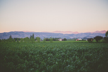 a vineyard with mountains in the horizon at sunset