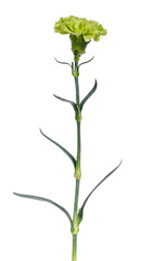 Fototapeta na wymiar Side view of a green Carnation flower (Dianthus) in full bloom on a long stem with leaves, isolated on a white background