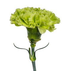 Detailed side view of a green Carnation flower head (Dianthus) in full bloom, isolated on a white...