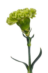 Detailed side view of a green Carnation flower (Dianthus) in full bloom, isolated on a white background