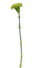 Side view of a green Carnation flower (Dianthus) in full bloom on a long stem without leaves, isolated on a white background