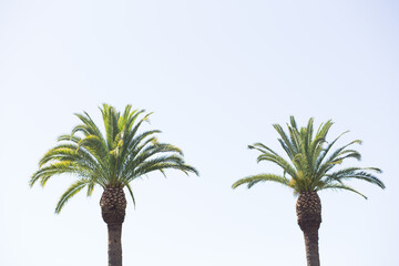 Two palm trees 