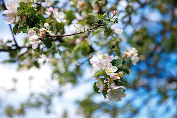 Beautiful white apple blossom flowers in spring time. Background with flowering apple tree. Inspirational natural floral spring blooming garden or park. Flower art design. Selective focus.