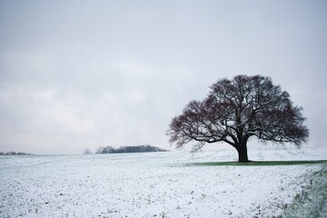 Lone tree on a field with snow during the winter season.