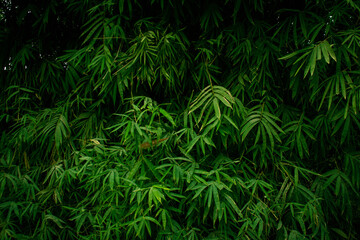 Fototapeta na wymiar Green plants.Green trees.Nature.Landscape.Abstract.Texture.beautiful landscape.Image full of green trees and plants.Ecology.