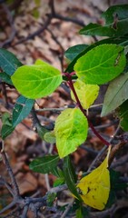 leaves in autumn