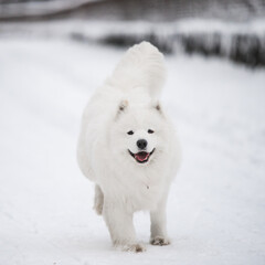 Samoyed white dog is running on snow outside