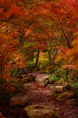 When autumn was peaked in Arashiyama, Kyoto. November 2019