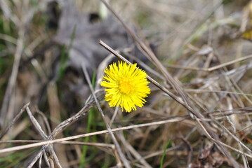 Huflattich die erste Frühjahrsblume