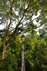Fototapeta premium Canopy walk in Ulu Temborung national park, Brunei