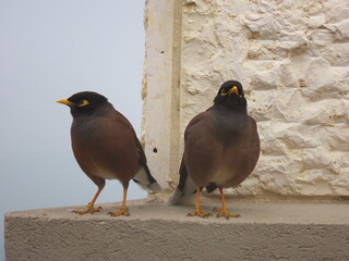 Myna birds of the starling family on the wall of a house in winter in Israel close-up.