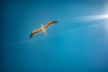 seagull in flight