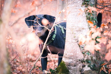 Spielender Hund im Wald