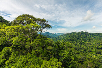Canopy walk in Ulu Temborung national park, Brunei