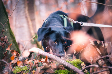 Schnüffelnder Hund im Wald