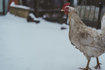 Close up of white dirty chicken walking in garden in wintertime.