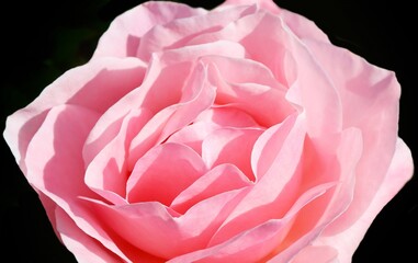 Pink Rose	