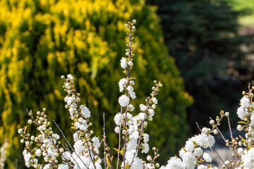 Perfect reflection of the white color of the flower known as prunus glandulosa alba plena