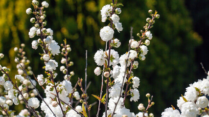 Perfect reflection of the white color of the flower known as prunus glandulosa alba plena