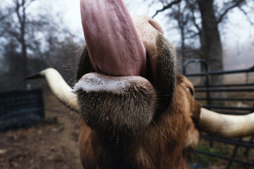 Funny farm animal shows longhorn cow with big tongue close up.