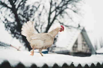 Close up of white dirty chicken walking on roof in garden in wintertime.