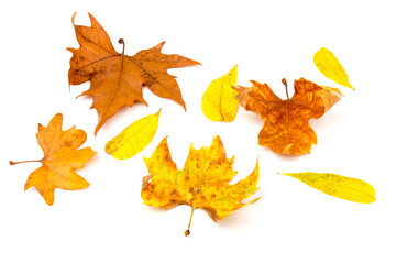 Autumn leaf close-up on white background. rich color background