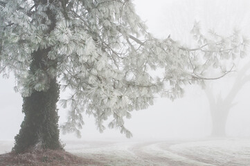 Winter landscape of pine tree in frozen fog
