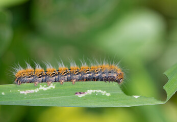 oak eggar catterpillar eating plant. close up yellow catterpillar. details in nature. nature background