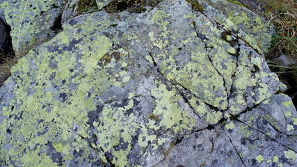 old sandstone with an interesting pattern and overgrown with green lichen