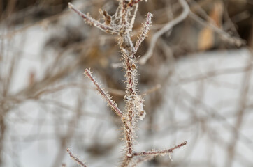 Frosted Branches in the Winter