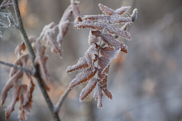 Frost on Mountain Ash Leaves