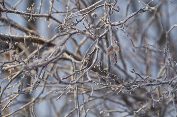 Frosted Branches in the Winter